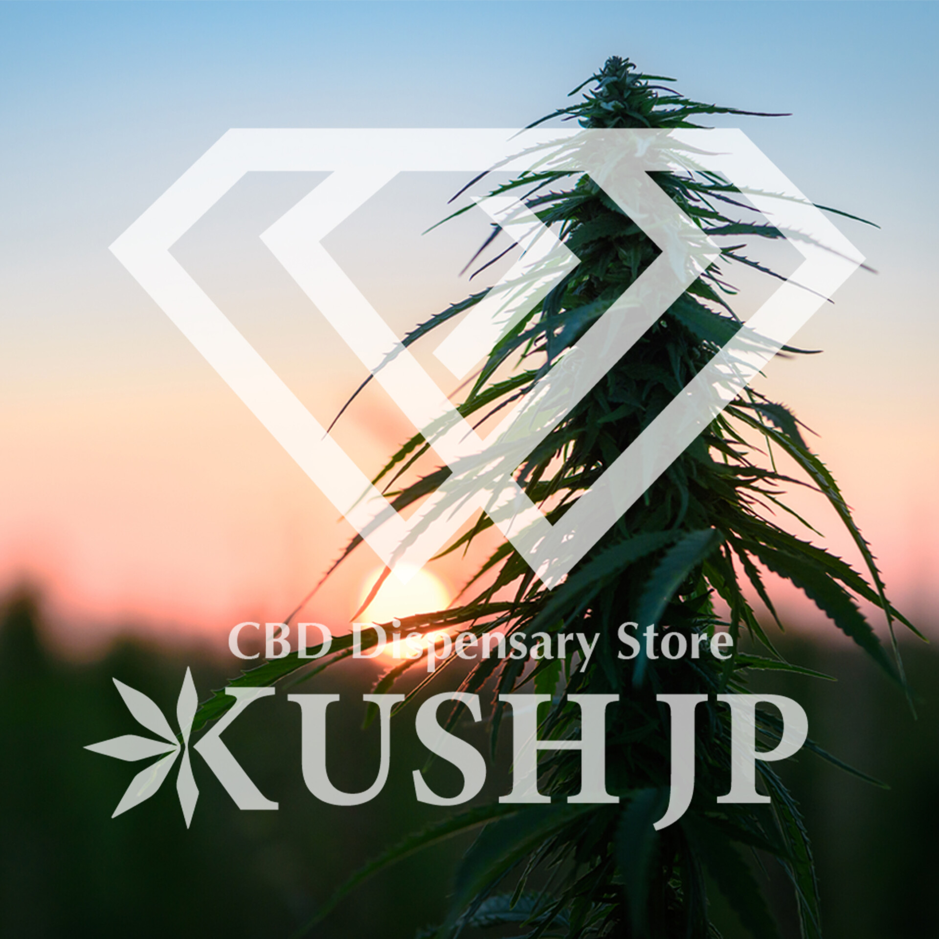 新基準対応】CBD -PRO-(WhiteRuntz:1.0ml)【KUSH JP】 - KUSH JP 新基準対応】CBD -PRO-(WhiteRuntz:1.0ml)【KUSH JP】 - KUSH JP