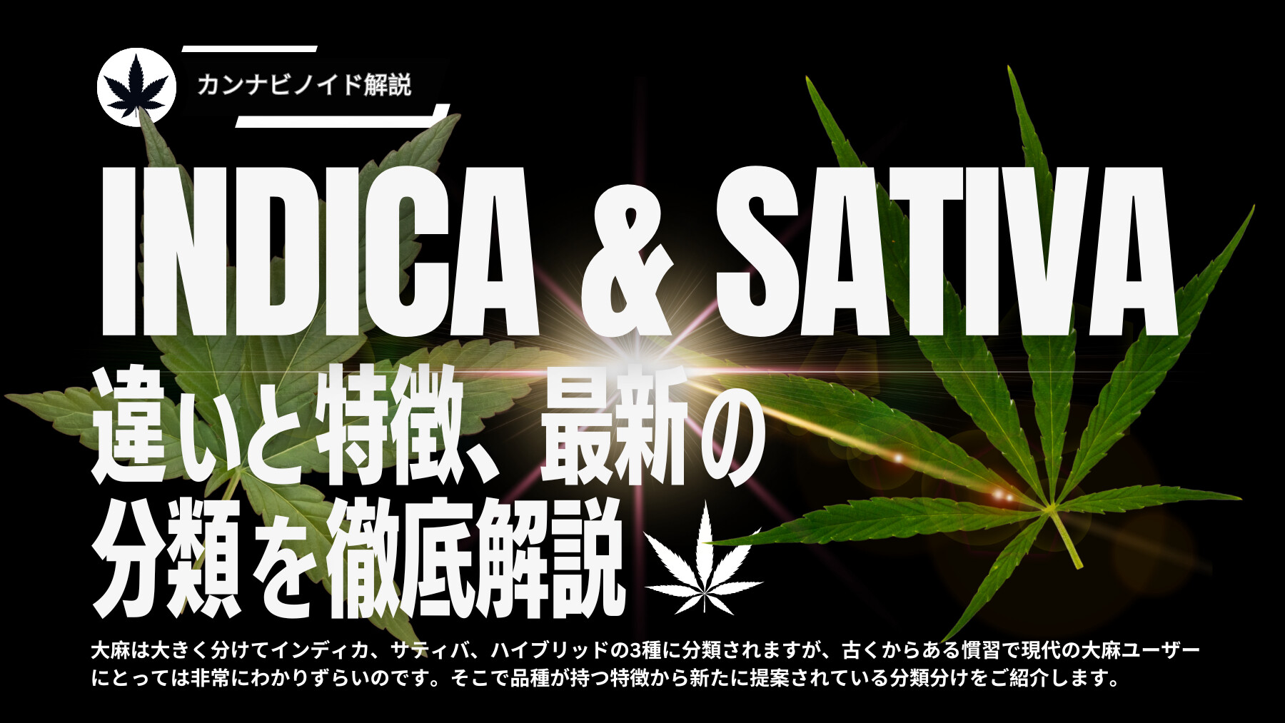 キマるCBD！ インディカ&サティバ50/50 販売