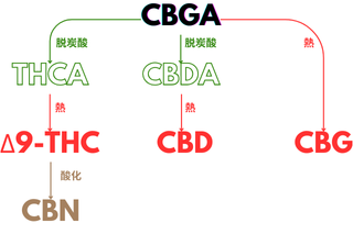 カンナビノイドの成り立ち