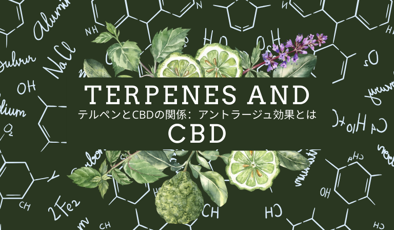 テルペンとCBDの関係:アントラージュ効果とは