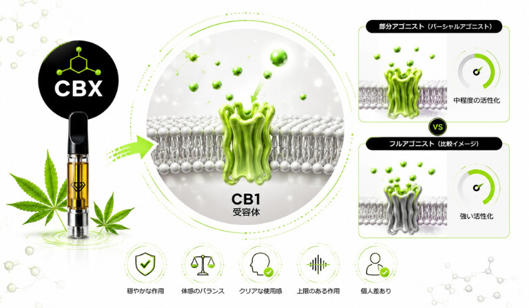 CBXの受容体への作用